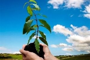 إیران تصدر أشجار وشجیرات الزینة إلى جمهوریة أذربیجان

